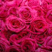 A Rose 'Showpiece™' Lipstick display of pink roses in a vase.