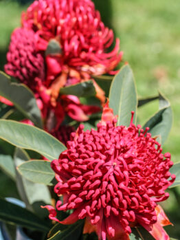 A Telopea speciosissima Corroboree Waratah flowers, both in vibrant shades of red or hot pink, astralian native