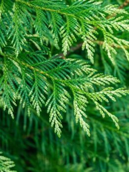 thuja plicata conifer zebrina green soft foliage with variegated creamy white stripes