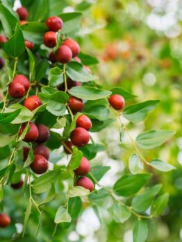 Ziziphus Jujube 'Chico' Chinese Date Red Date indian chinese date with sour red fruits
