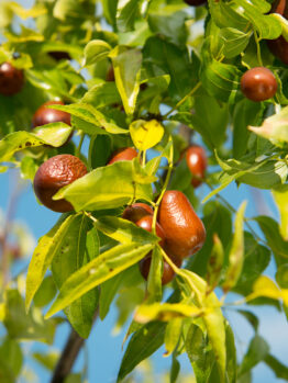 Ziziphus Jujube 'Tigertooth' Chinese Date indian date tree enlongated sour fruit