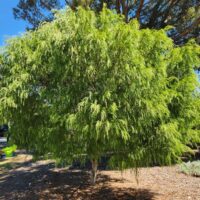 acacia cognata Narrow Leaf Bower Wattle Tree in a park melbourne australia