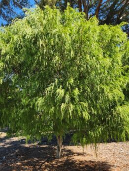 acacia cognata Narrow Leaf Bower Wattle Tree in a park melbourne australia