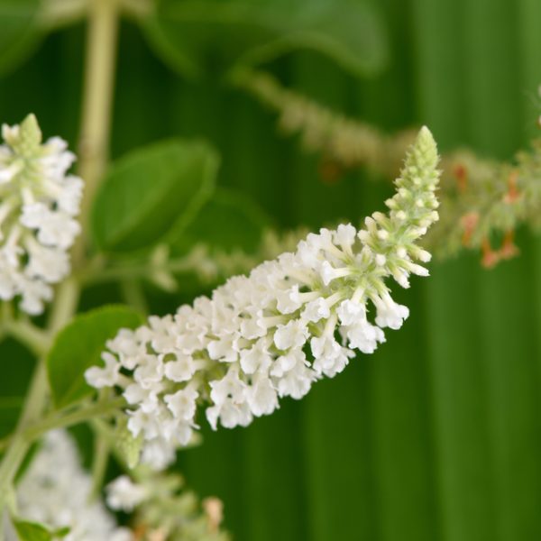 buddleja davidii white butterfly bush flower