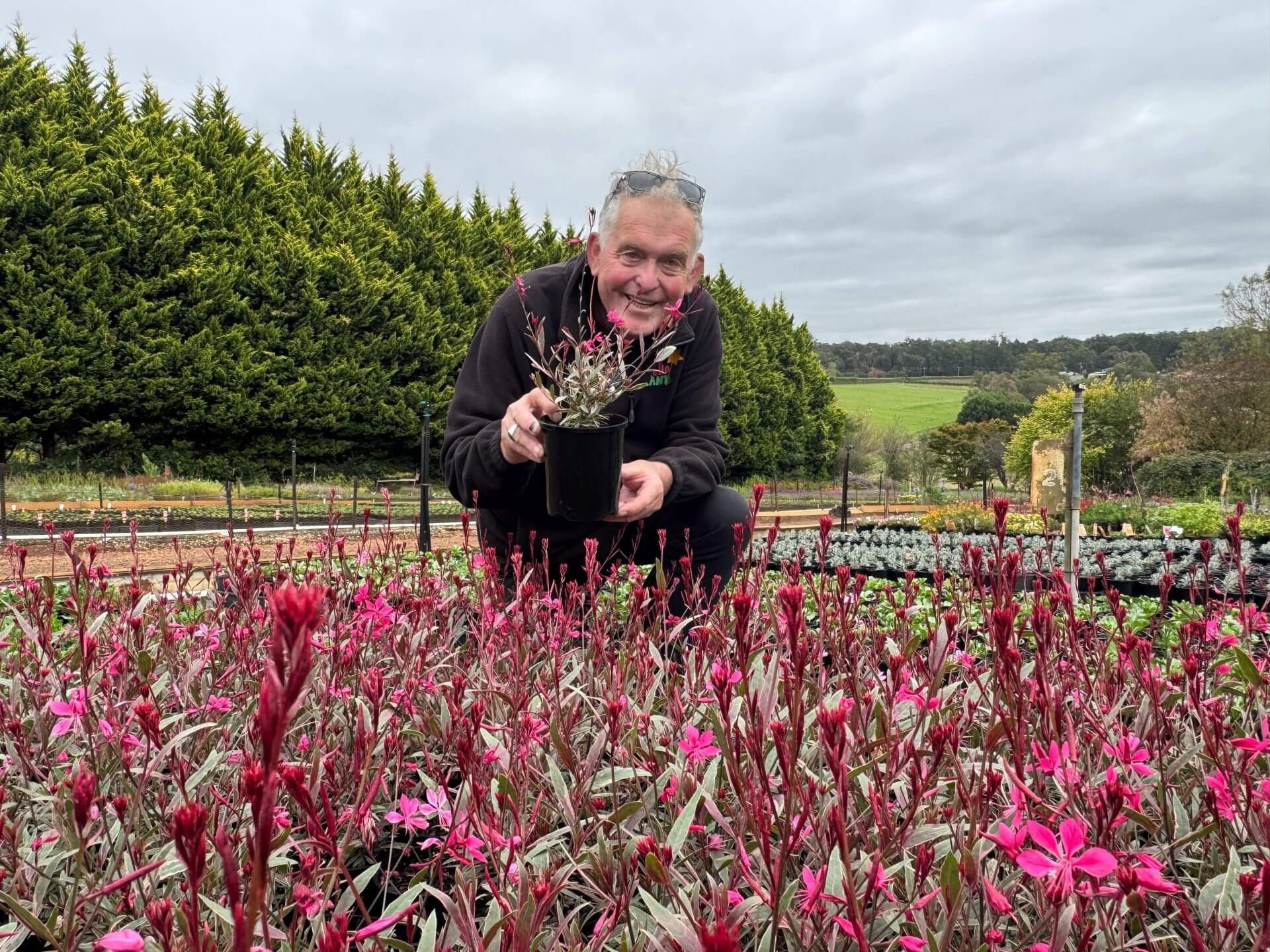 Someone kneels in a garden holding a potted Gaura 'Variegated Pink' plant, surrounded by its variegated pink flowers, with trees and fields visible in the background under a cloudy sky.