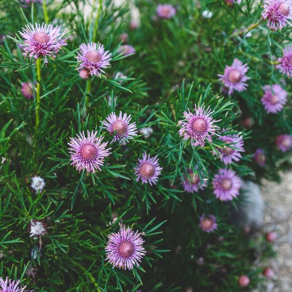 Pimelea 'Round Leaf Rice Flower' is a bush with clusters of small, spiky purple flowers and narrow green leaves, growing outdoors on a sandy surface.