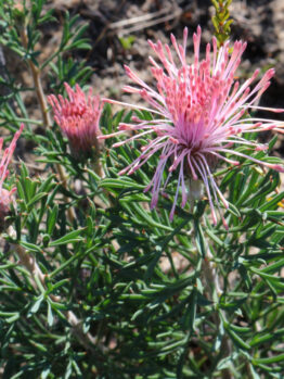 Pink Grevillea flowers with long, thin petals and spiky green leaves grow alongside Pimelea 'Round Leaf Rice Flower' blooms, all flourishing outdoors in natural sunlight.