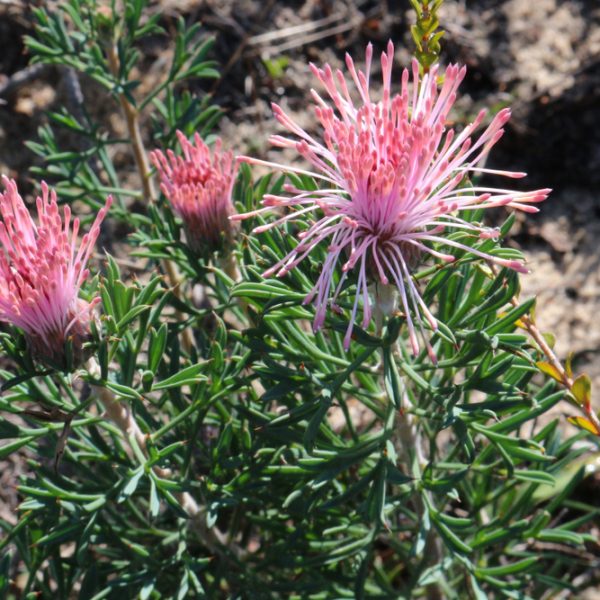 Pink Grevillea flowers with long, thin petals and spiky green leaves grow alongside Pimelea 'Round Leaf Rice Flower' blooms, all flourishing outdoors in natural sunlight.