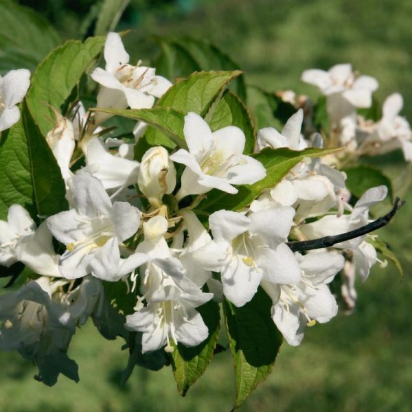 A close up of a 'White' Weigela flower. weigela florida alba