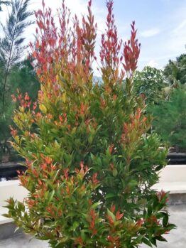 australian native hedging plant acmena smithii pencil red lilly pilly upright narrow foliage with green leaves and bright red new growth