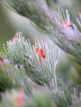 Close-up of Adenanthos 'Lighthouse' Woolly Bush soft delicate needles with small red growths on green and silver grey foliage australian native plant