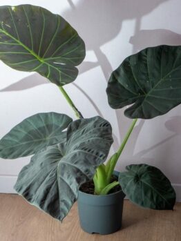 A hybrid of Alocasia Reginula 'Black Velvet' x Alocasia odora Regal Shield Elephant Ears in pot dark matte green leaves
