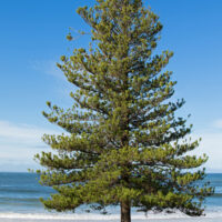 Lone pine tree standing by a sunny beach with clear blue skies in the background. Araucaria norfolk island pine tree