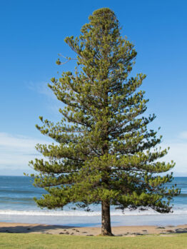 Lone pine tree standing by a sunny beach with clear blue skies in the background. Araucaria norfolk island pine tree