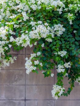 white flowering climber bougainvillea plant with green leaves