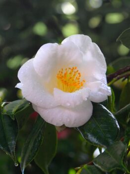 camellia sasanqua starry eyes bright white flowers with yellow centres