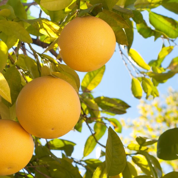 citrus paradisi grapefruit marsh yellow round fruits hanging off tree branch