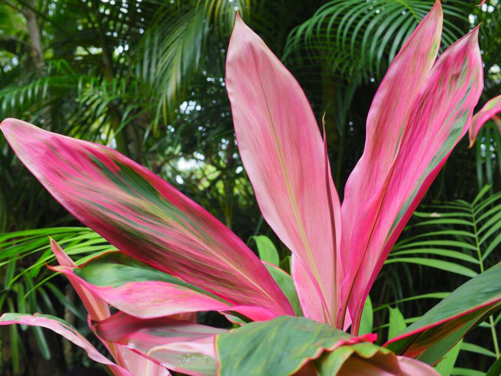 Vibrant pink and green foliage of a Cordyline fruticosa apple blossom plant against a blurred background of lush greenery.