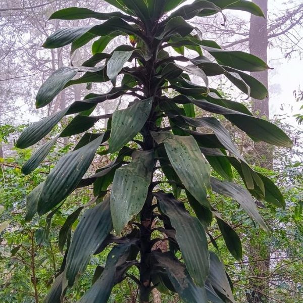 A towering Cordyline 'Manners Suttoniae' 8" Pot with wide leaves in a forest setting.