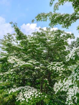 A vibrant green tree with abundant white blossoms under a blue sky with scattered clouds. June Snow Dogwood tree Cornus