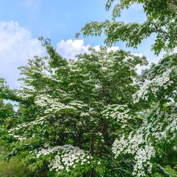 A vibrant green tree with abundant white blossoms under a blue sky with scattered clouds. June Snow Dogwood tree Cornus