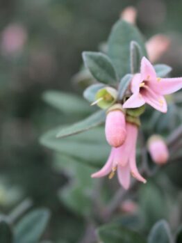 Correa 'Coastal Pink™' 6" Pot blossoms with a soft-focus background. coastal pink correa alba native fuchsia australian native shrub