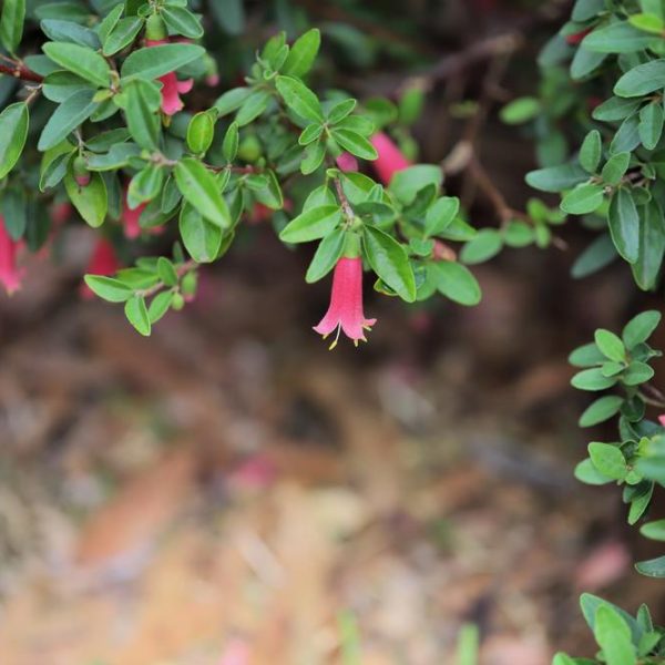 correa decumbens rose lantern rose pink bell shaped flowers australian native green foliage