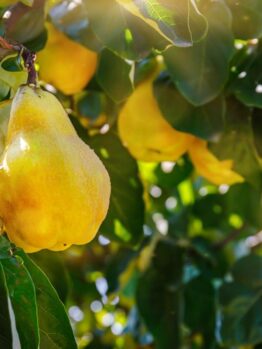 Ripe pear hanging on a tree with sunlight filtering through the leaves. Cydonia Smyrna Quince tree