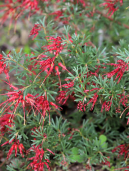Red tubular flowers blooming on a lush green Pinus 'Coolwyn' Japanese Black Pine 13" Pot.
