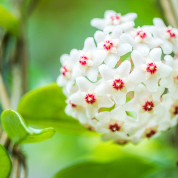 A close-up of a cluster of HoyaAUSTRALIS WHITE flowers with green leaves in the background.