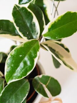 Hoya Tsangii Albomarginata variegated tropical climbing plant