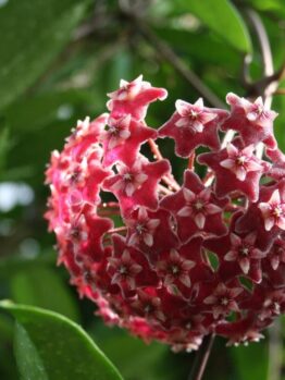 A close-up of a ripe Hoya coronaria 'Red' 5" Pot, also known as wax plant, showing its characteristic star-shaped red flowers clustered together on a spherical inflorescence.