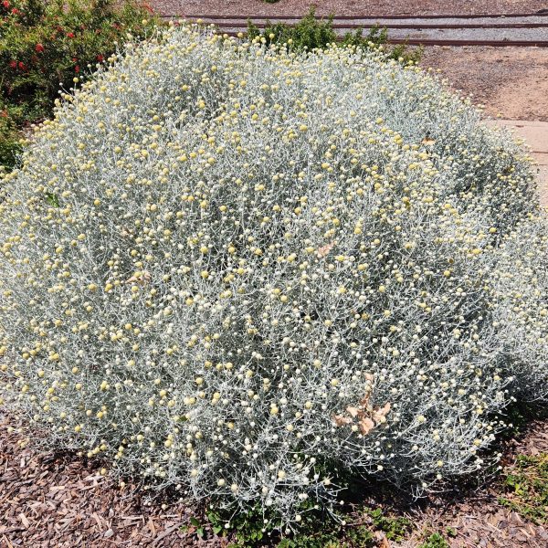 A dense, rounded shrub with silvery foliage and clusters of small yellow flowers in a landscaped Pinus 'Coolwyn' Japanese Black Pine 13" Pot setting.
