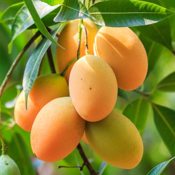 MANGO KENSINGTON PRIDE RIPE EDIBLE FRUITS HANGING OFF TREE BRANCHES
