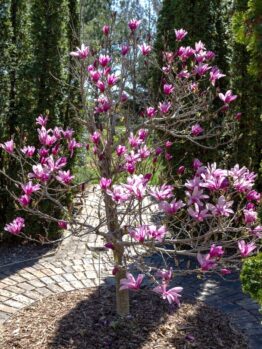A small Magnolia 'Butterflies' 16" Pot with clusters of bright purple-pink flowers stands on a circular brick pathway, surrounded by greenery.
