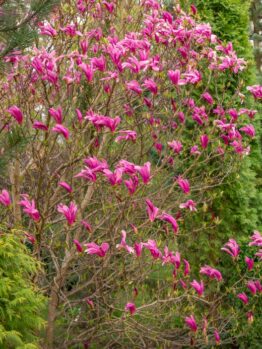 A Magnolia 'Butterflies' 16" Pot with numerous pink blossoms, surrounded by various green shrubs and trees, attracts butterflies in the garden.