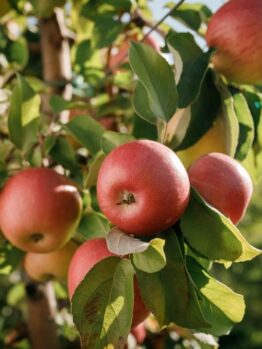Ripe Malus 'Herald™' Columnar Apple 10" Pot apples hanging on a tree branch on a sunny day.