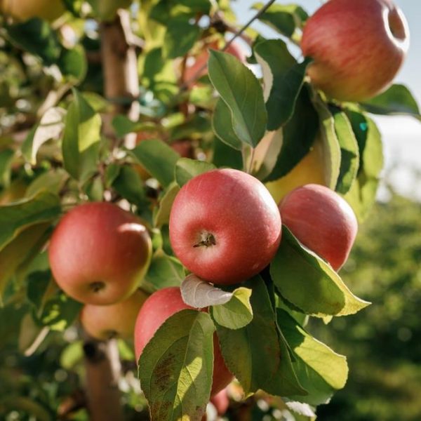 Ripe Malus 'Herald™' Columnar Apple 10" Pot apples hanging on a tree branch on a sunny day.