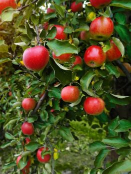 Malus 'Herald™' Columnar Apple 10" Pot apple tree branches laden with ripe red apples.