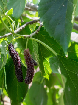 Morus macroura 'Pakistan Black' MULBERRY FRUITING EDIBLE PLANT LONG RED AND BLACK FRUITS