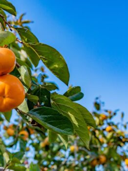 Ripe Persimmon 'Jiro' 10" Pot hanging from a tree branch, set against a clear blue sky.