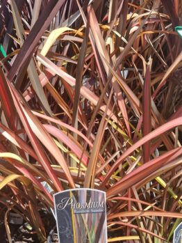 The Phormium 'Rainbow Sunrise' Flax in a 6" pot features long, narrow leaves with vibrant green, red, and orange shades.