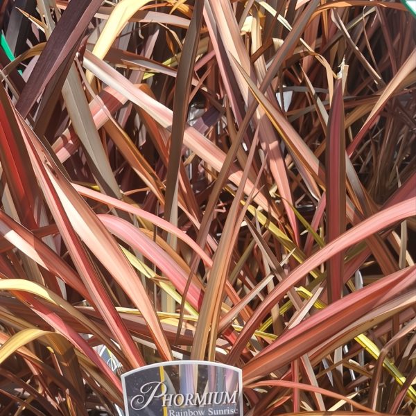 The Phormium 'Rainbow Sunrise' Flax in a 6" pot features long, narrow leaves with vibrant green, red, and orange shades.