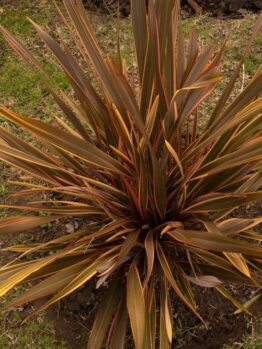 clumping flax phormium tenax rainbow chief flax