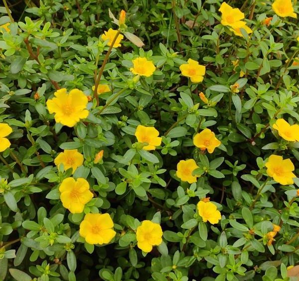A cluster of yellow Purslane PortoGrande™ yellow flowers amidst green foliage succulent groundcover