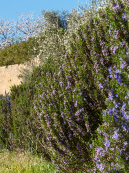 A line of Rosmarinus 'Chef's Choice™️' Rosemary shrubs bearing purple blossoms under a clear sky, with other greenery and a section of a golden-brown wall in the background.