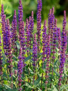 salvia leucantha red harry or harry red deep purple maroon red upright flower spikes. Sage bush flowering in garden