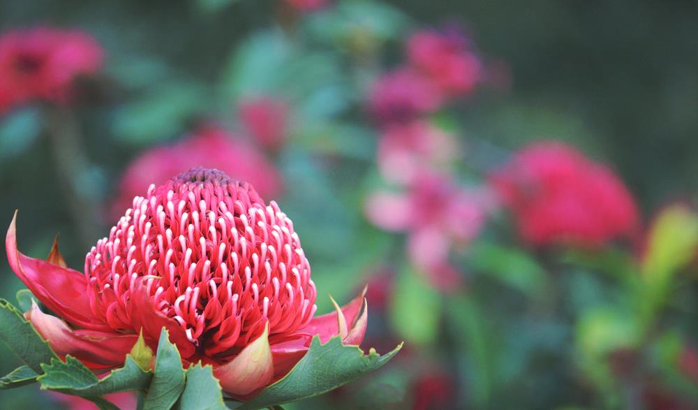 A close-up of a Telopea 'Enchanted® Flame' Waratah 6" Pot flower with a blurred background of greenery and blossoms.