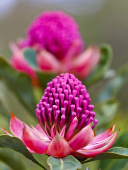 Vibrant pink Telopea 'Enchanted® Pink' Waratah 6" Pot flowers in bloom with a shallow depth of field.