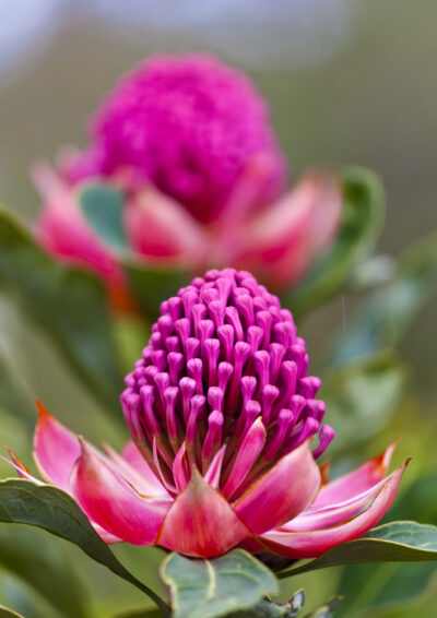 Vibrant pink Telopea 'Enchanted® Pink' Waratah 6" Pot flowers in bloom with a shallow depth of field.